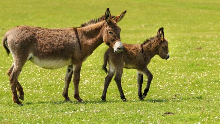 donkey-bay